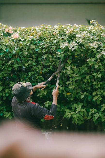 A gardener wearing a dark jacket and a wide-brimmed hat is trimming a lush, green hedge with long-handled garden shears, focusing on shaping the dense foliage. The hedge is thick and healthy, with sma