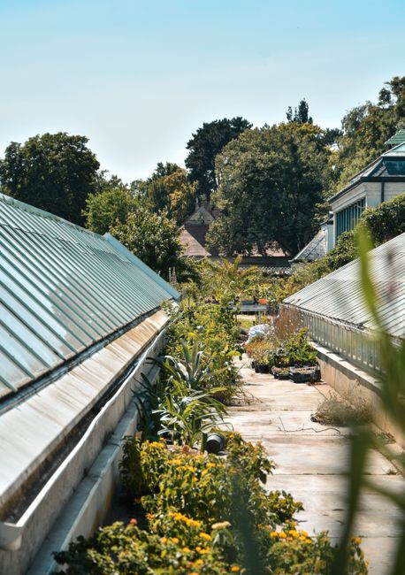 A narrow garden walkway flanked by two greenhouses with corrugated glass roofs, set in a lush, well-maintained garden. The path is paved with stone slabs, bordered by vibrant flowering plants, shrubs,