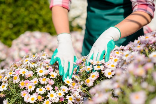 A gardener wearing a teal apron and white gardening gloves is tending to a vibrant flower bed filled with white daisies that have yellow centers. The garden features a lush, well-maintained lawn with tidy edging and a variety of blooming plants, set within a residential outdoor space in Forest Hill, London, with dense greenery and hedges in the background. The scene is illuminated by natural sunlight, highlighting the bright colours of the flowers and foliage, indicating clear weather conditions. This outdoor environment showcases elements typical of local gardens, such as neatly trimmed borders and diverse planting, aligning with professional gardening practices offered by Garden Maintenance Forest Hill.