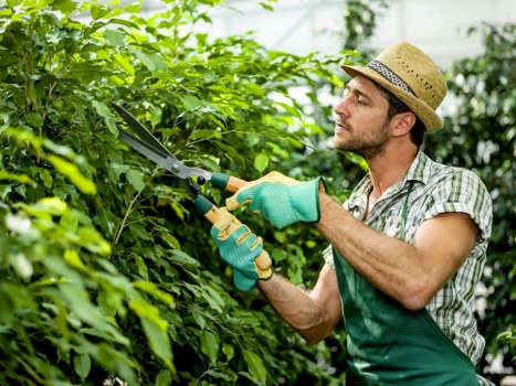 A man wearing a straw hat, a checked shirt, and green gardening gloves is trimming dense green hedges in a well-maintained garden. The garden features a lush, neatly trimmed lawn in the foreground, bordered by the hedge on one side. Behind the hedges, there are taller trees and shrubs, creating a natural backdrop with natural tones of green and brown. The surface of the lawn appears soft and healthy, while the hedge is vibrant and full, with fresh, leafy foliage. The man is carefully using garden shears, indicating a maintenance task such as hedge trimming. The outdoor environment is well-lit by natural sunlight, suggesting a clear day, and the scene reflects a typical garden in the Forest Hill area, demonstrating the kind of outdoor care offered by Garden Maintenance Forest Hill, a professional gardening specialist serving the local community.